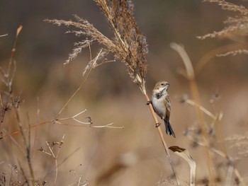 Fri, 1/5/2024 Birding report at 多摩川