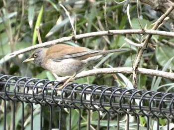 Pale Thrush 衣笠山公園 Fri, 1/5/2024