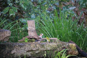 Hawfinch Kyoto Gyoen Fri, 1/5/2024