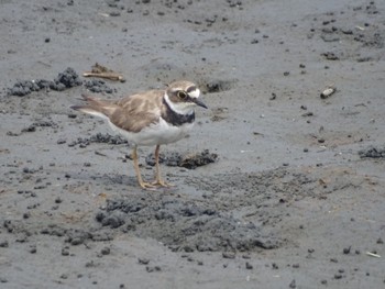 Little Ringed Plover Tokyo Port Wild Bird Park Wed, 8/18/2021