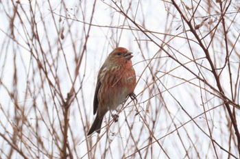 Pallas's Rosefinch 岡谷林道 Wed, 1/3/2024