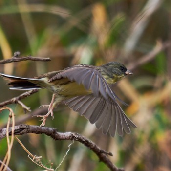 Masked Bunting Asaba Biotope Thu, 1/4/2024