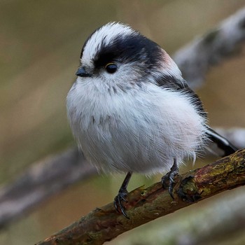 2024年1月4日(木) 浅羽ビオトープの野鳥観察記録