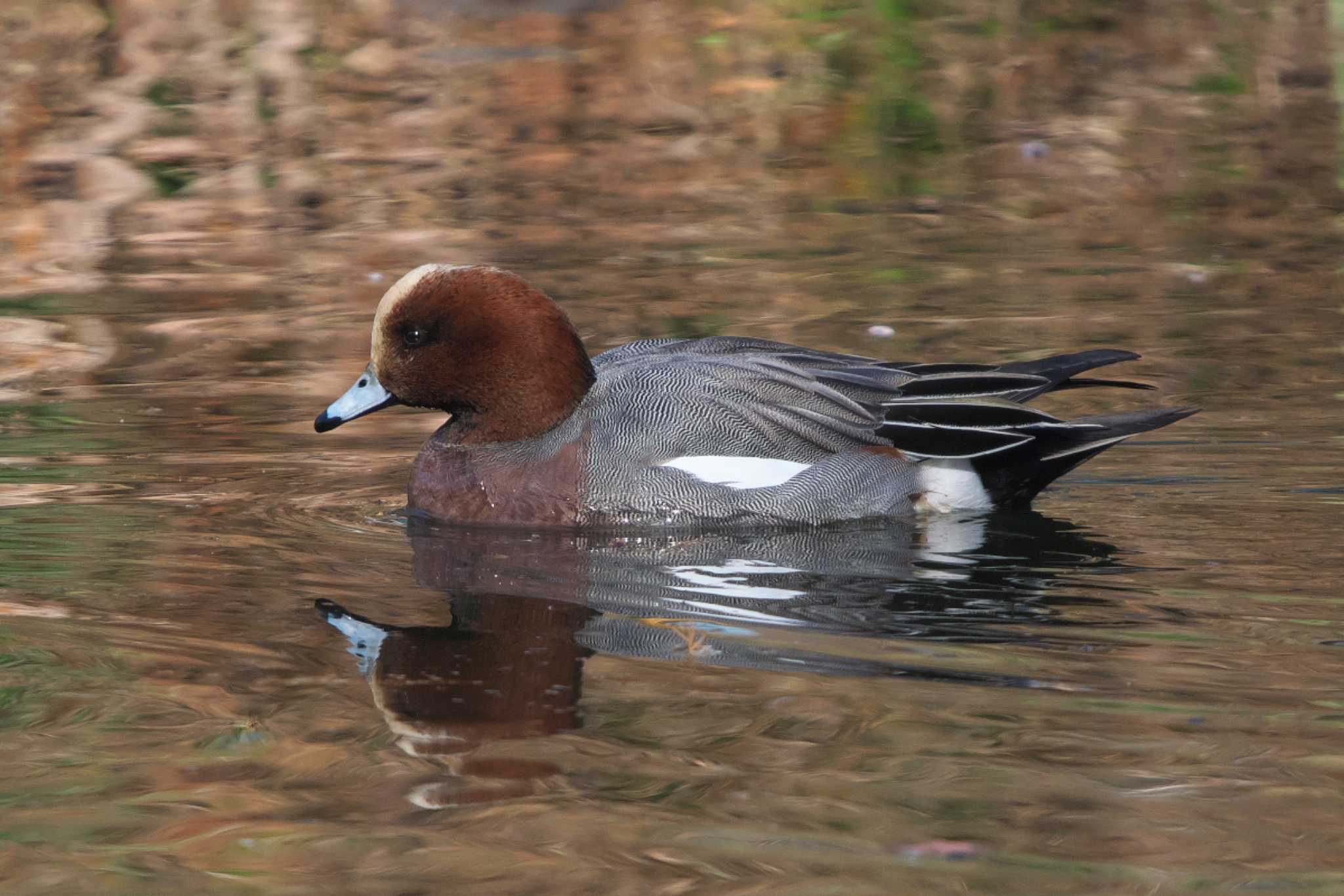 Photo of Eurasian Wigeon at 井の頭恩賜公園 by Y. Watanabe