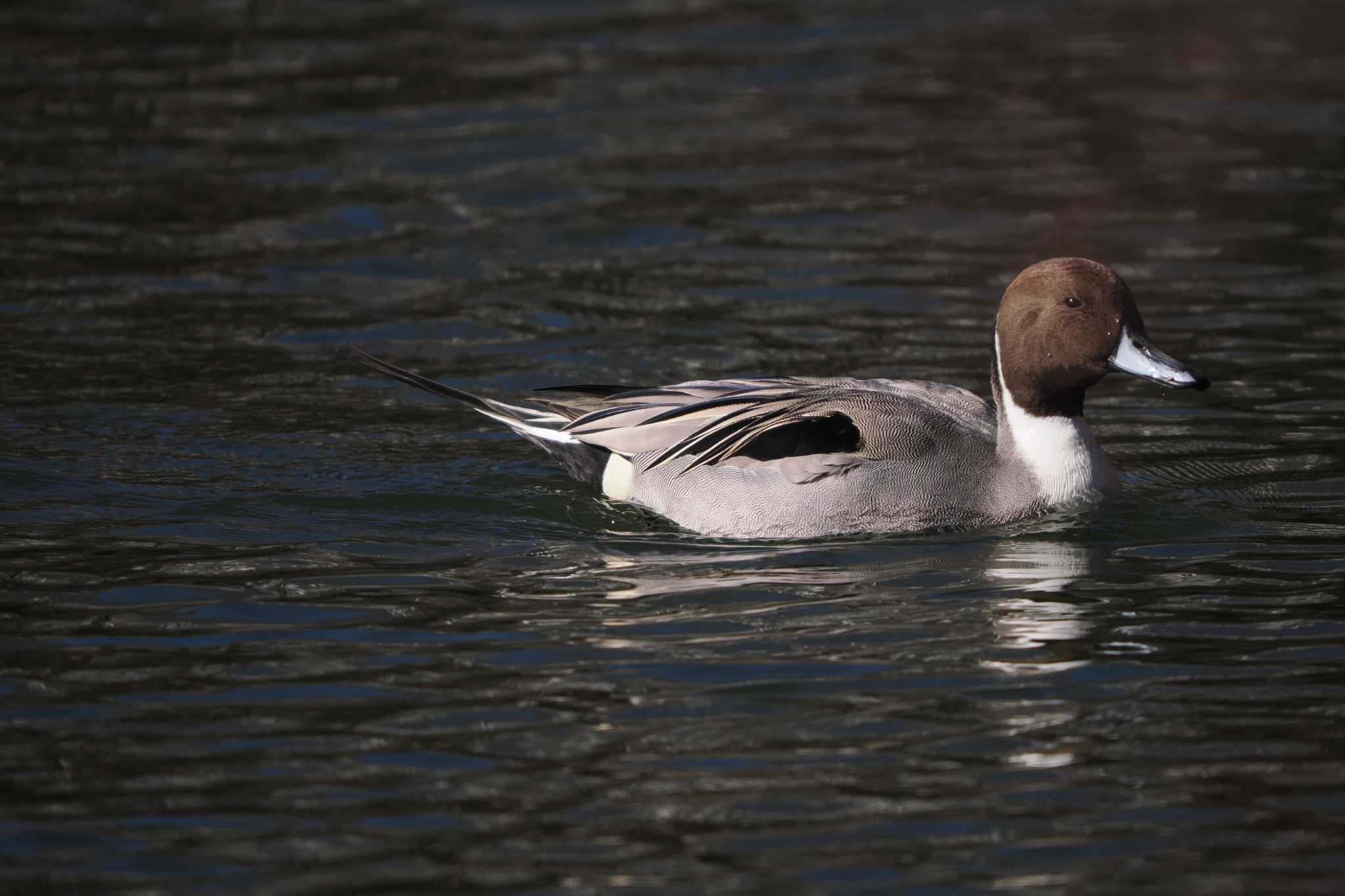 Photo of Northern Pintail at 井の頭恩賜公園 by Y. Watanabe