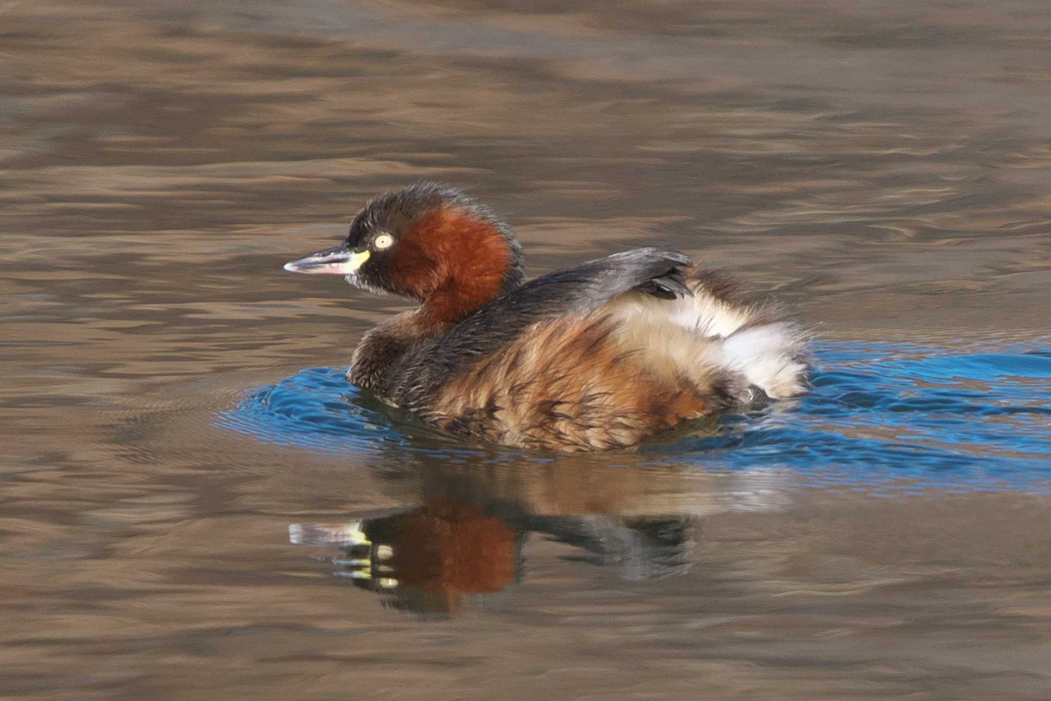 Photo of Little Grebe at 井の頭恩賜公園 by Y. Watanabe