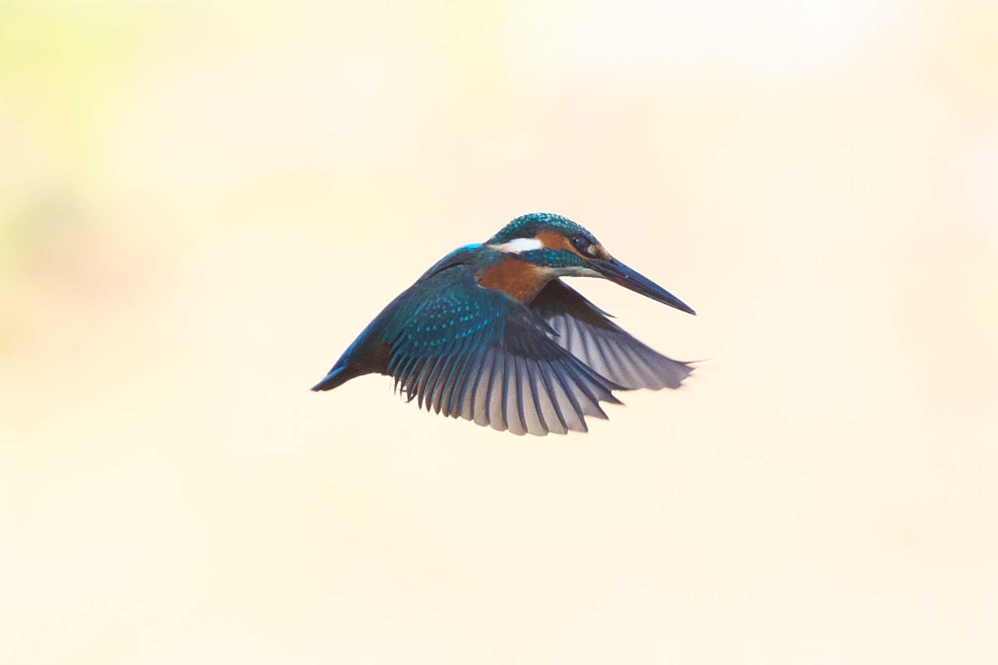 Common Kingfisher