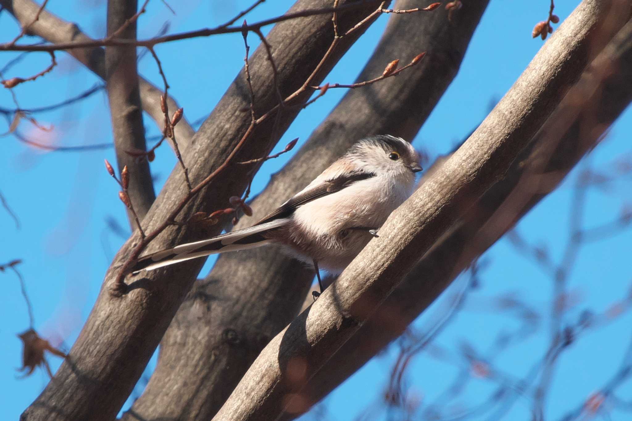 Photo of Long-tailed Tit at 井の頭恩賜公園 by Y. Watanabe