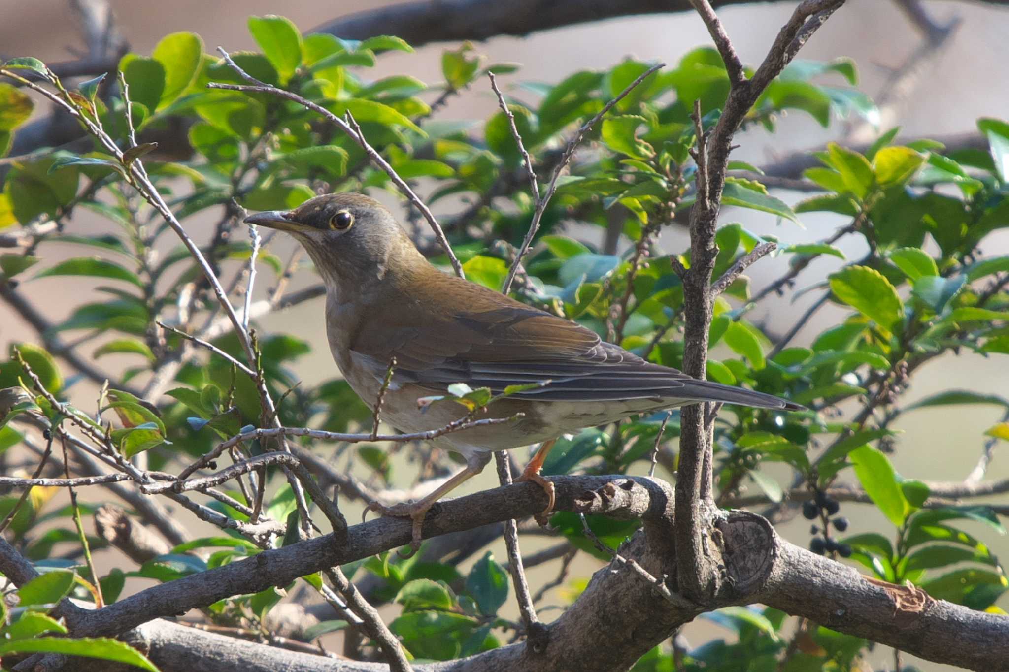 Pale Thrush