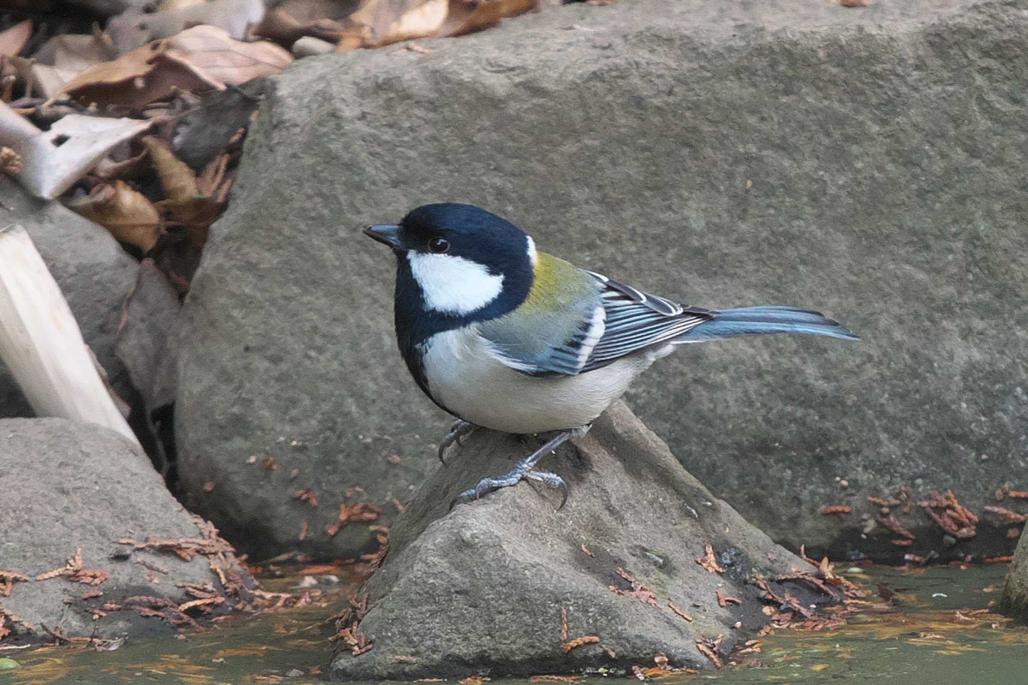 Photo of Japanese Tit at 井の頭恩賜公園 by Y. Watanabe