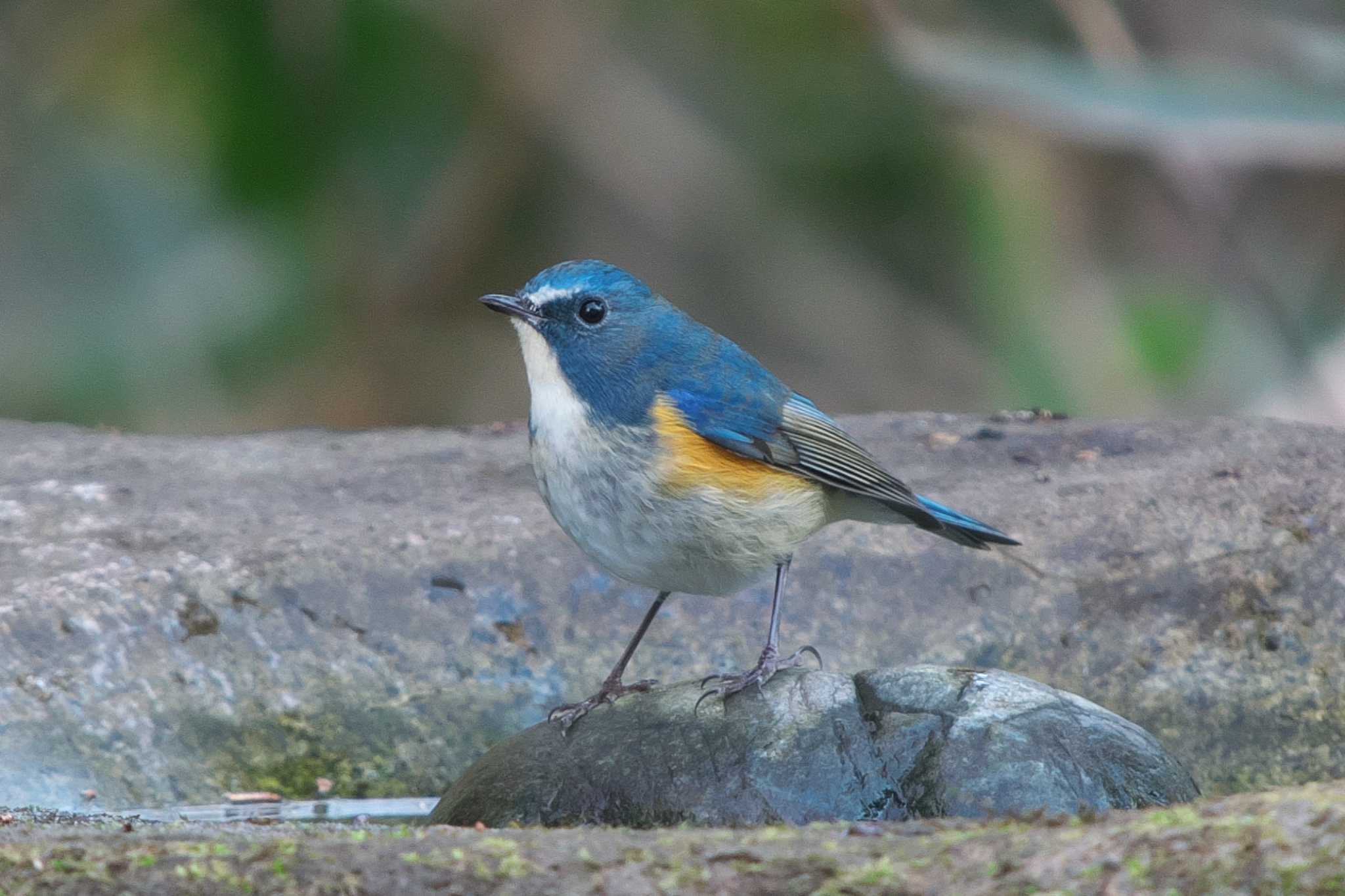 Red-flanked Bluetail