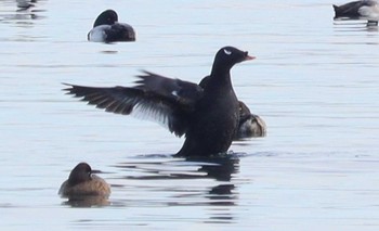 2024年1月5日(金) ふなばし三番瀬海浜公園の野鳥観察記録