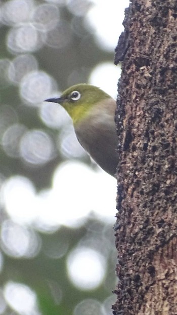 Warbling White-eye Mt. Takao Wed, 1/3/2024