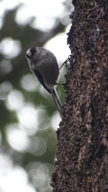 Long-tailed Tit Mt. Takao Wed, 1/3/2024