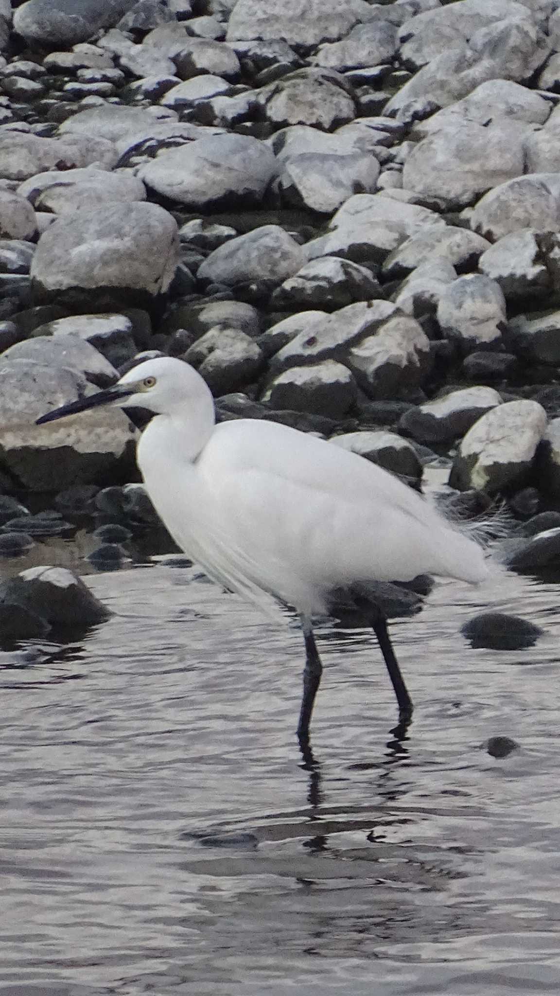 Medium Egret