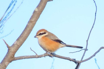 Bull-headed Shrike 滋賀県希望が丘文化公園 Tue, 1/2/2024