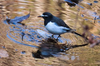 Japanese Wagtail 滋賀県希望が丘文化公園 Tue, 1/2/2024