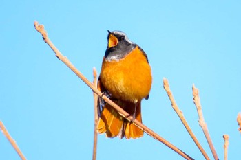 Daurian Redstart 滋賀県希望が丘文化公園 Tue, 1/2/2024