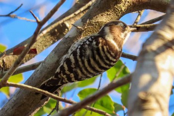 Japanese Pygmy Woodpecker 滋賀県希望が丘文化公園 Tue, 1/2/2024