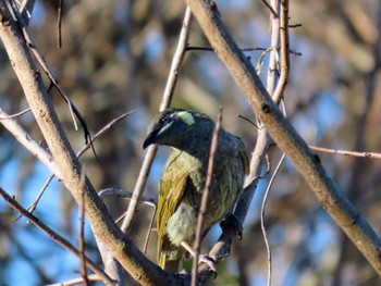 Lewin's Honeyeater Oxley Creek Common, Rocklea, QLD, Australia Thu, 12/28/2023