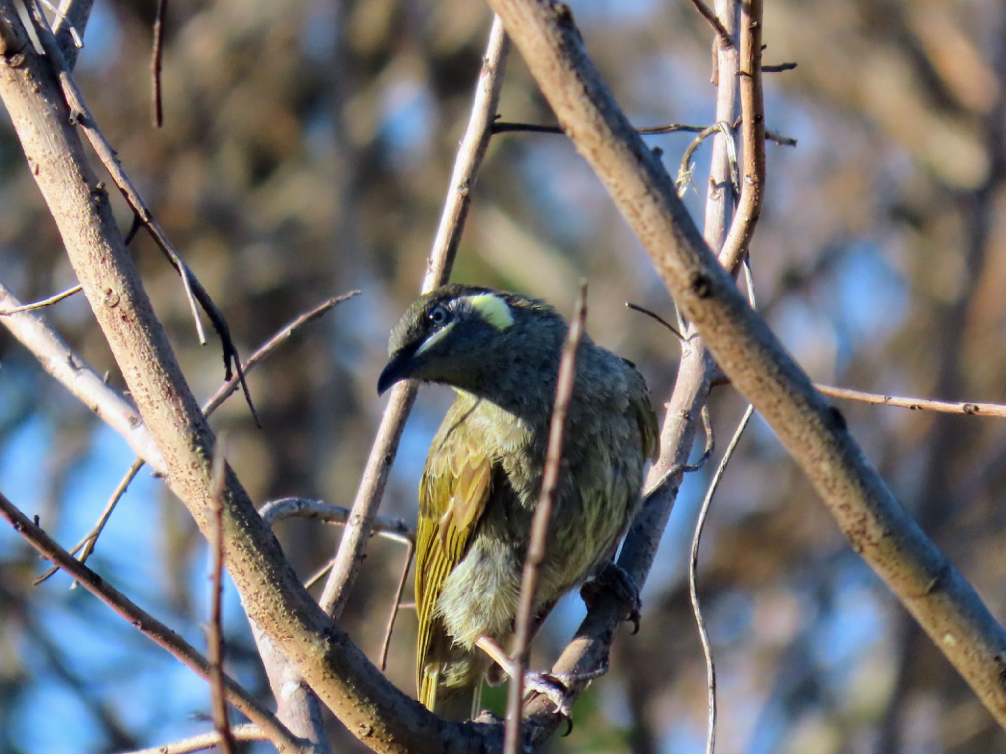 Photo of Lewin's Honeyeater at Oxley Creek Common, Rocklea, QLD, Australia by Maki