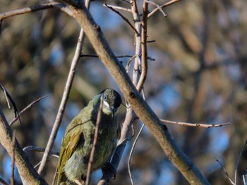 Lewin's Honeyeater Oxley Creek Common, Rocklea, QLD, Australia Thu, 12/28/2023