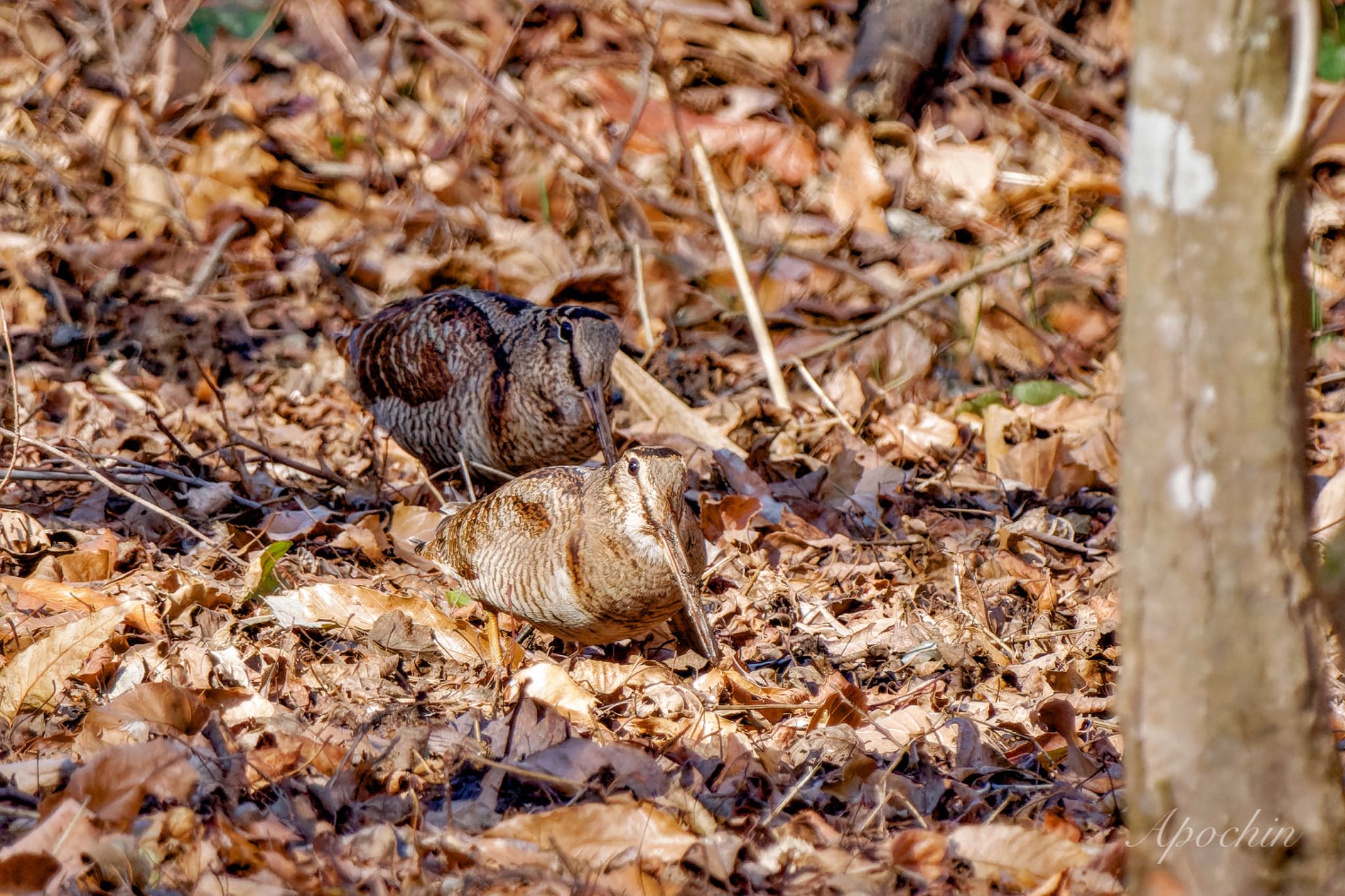 Eurasian Woodcock