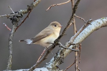 ニシオジロビタキ 井の頭公園 2024年1月3日(水)