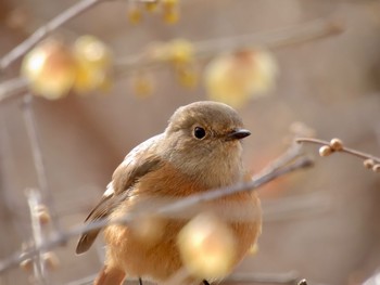 Daurian Redstart Mine Park Sun, 12/24/2023