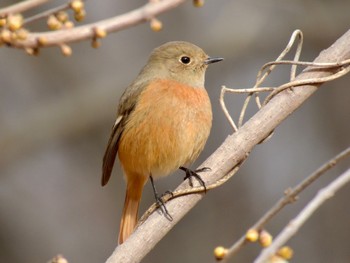 Daurian Redstart Mine Park Sun, 12/24/2023