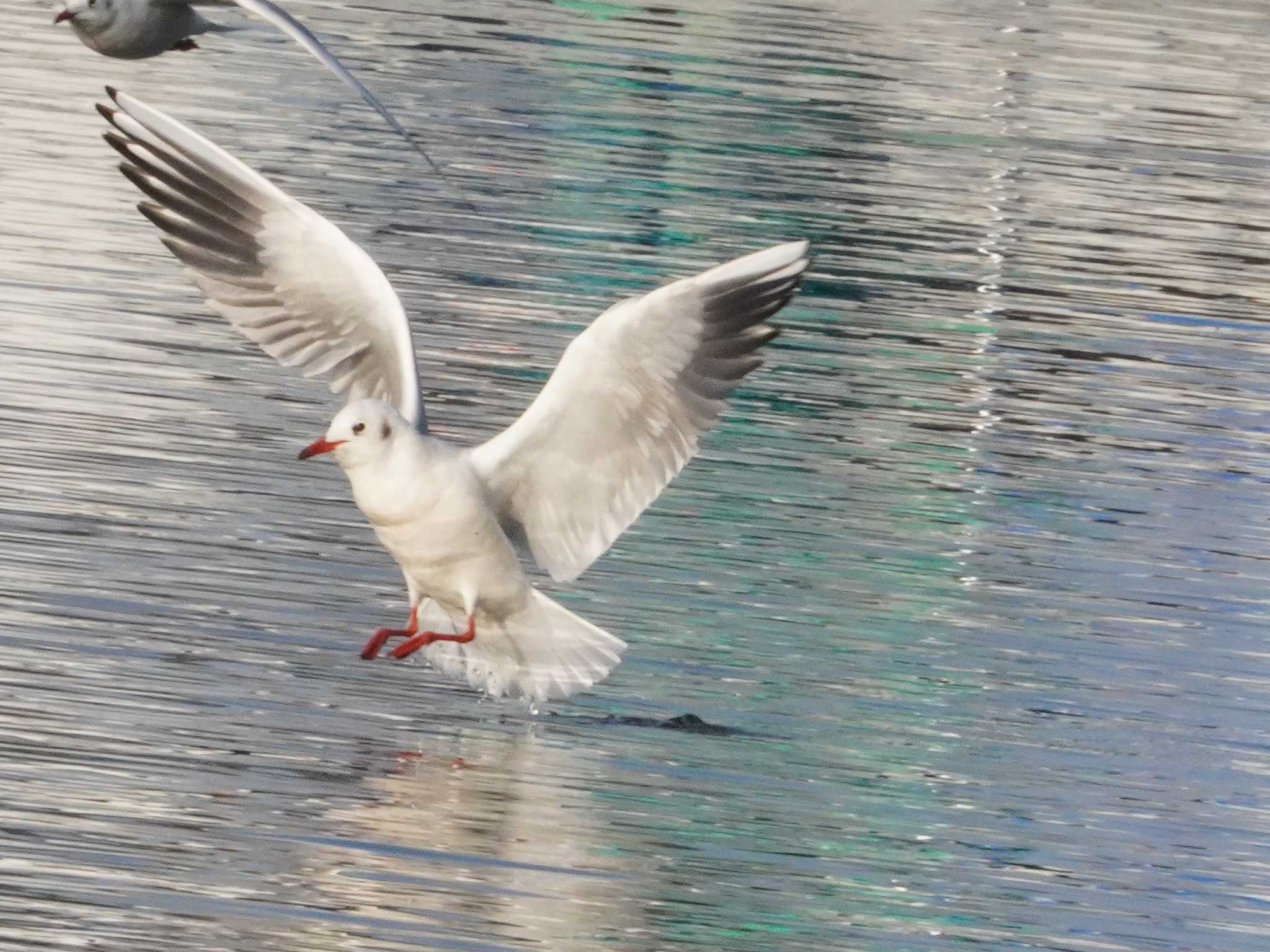 Black-headed Gull