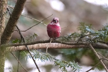 Pallas's Rosefinch Saitama Prefecture Forest Park Tue, 1/2/2024