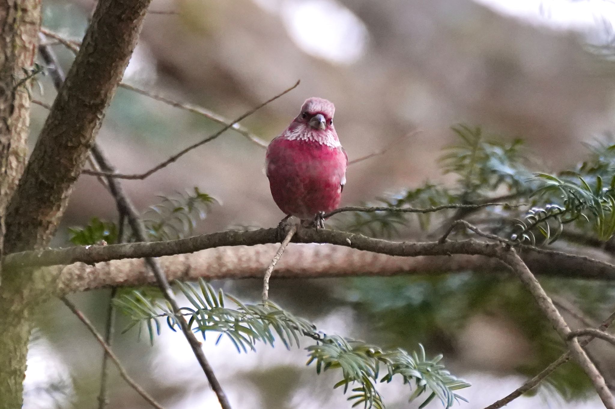 Pallas's Rosefinch