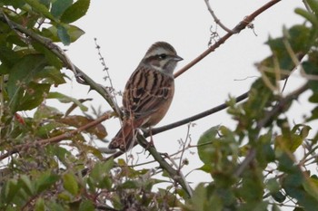 Meadow Bunting 那賀川出島野鳥公園 Sun, 12/31/2023