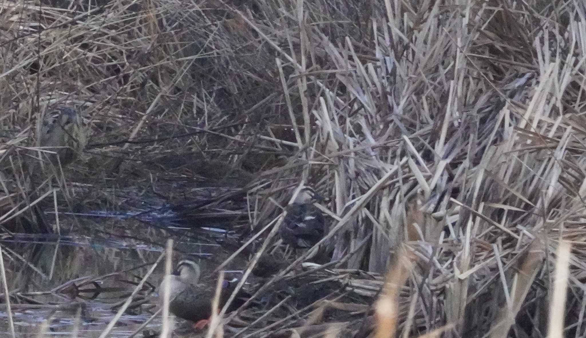 Eurasian Bittern