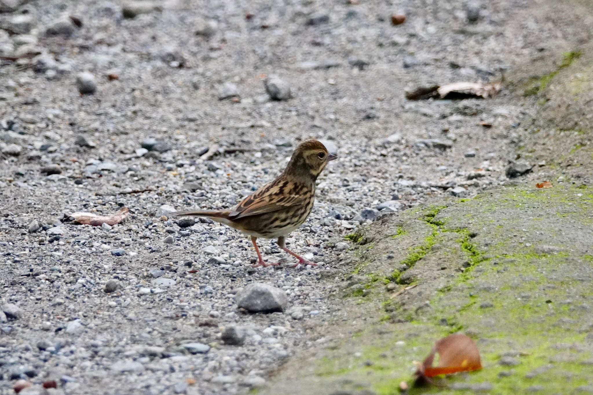 東京港野鳥公園 アオジの写真 by のどか