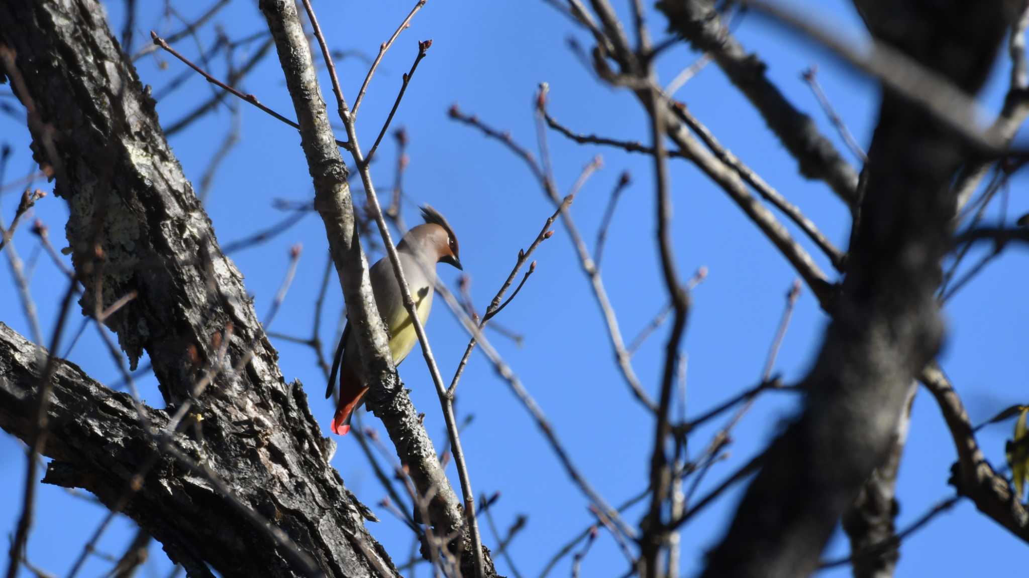 Japanese Waxwing