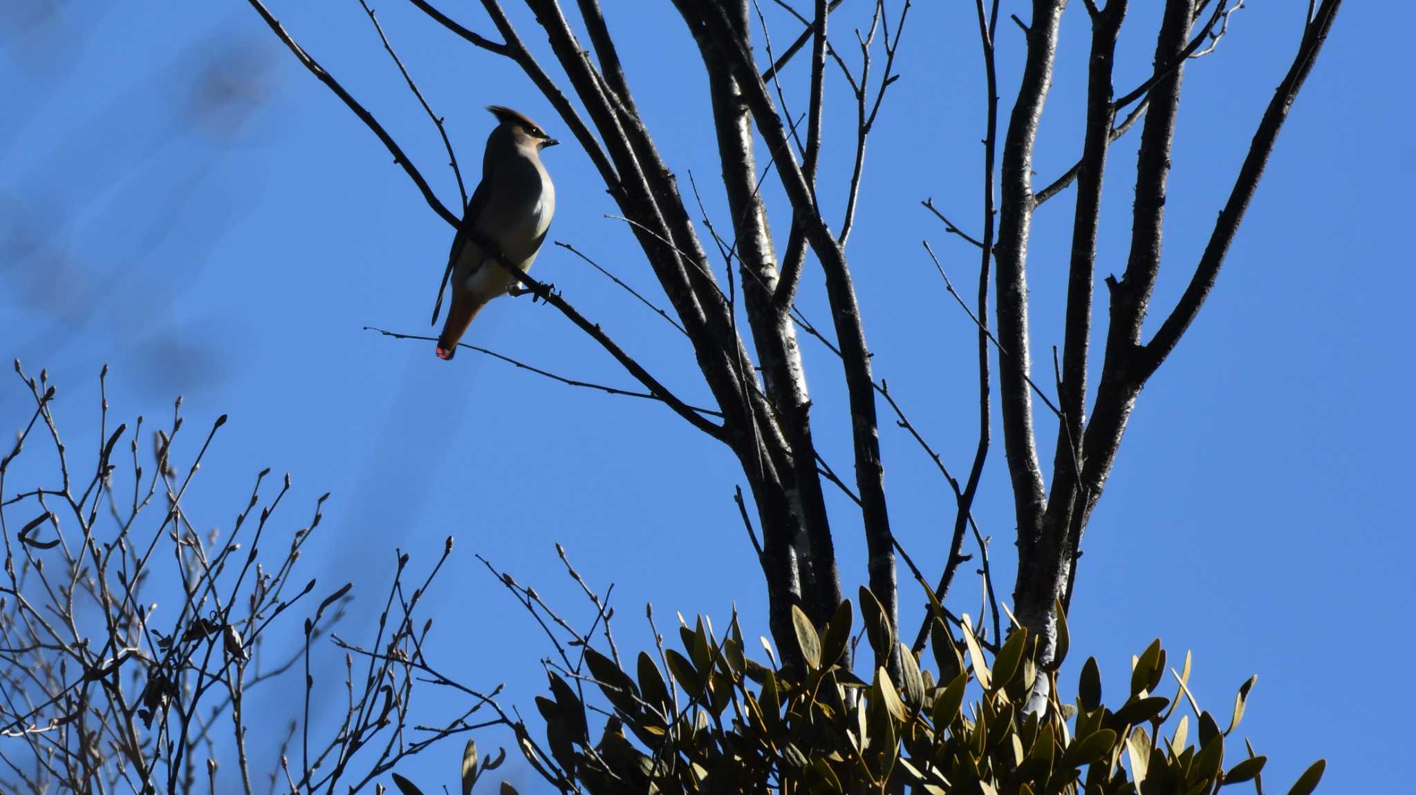 Photo of Japanese Waxwing at 八千穂高原 by ao1000