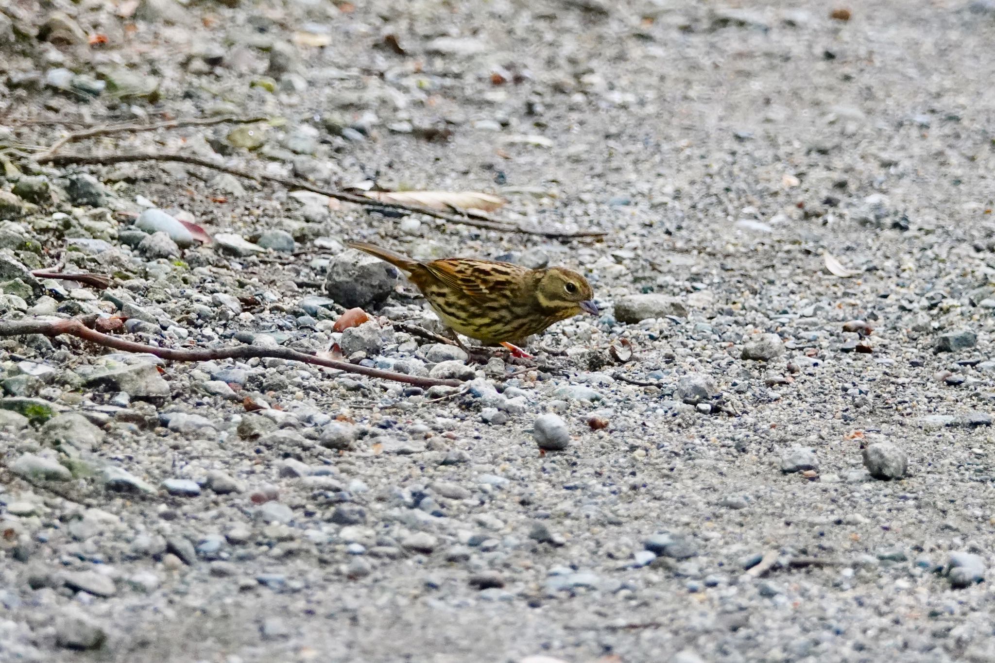 東京港野鳥公園 アオジの写真 by のどか