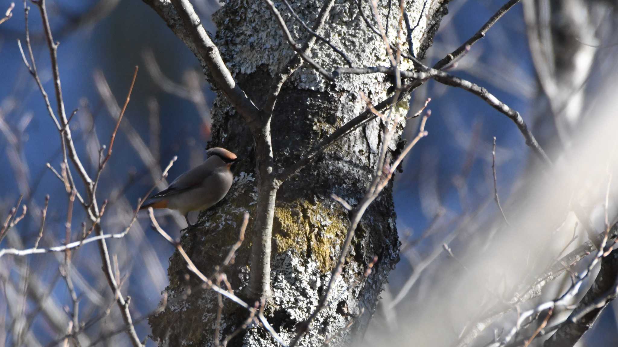 Japanese Waxwing