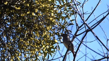 2024年1月5日(金) 八千穂高原の野鳥観察記録