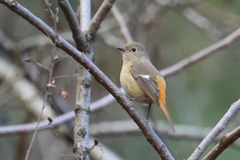 Daurian Redstart 長良川ふれあいの森 Tue, 1/2/2024