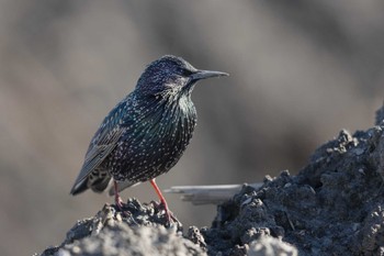 Common Starling Unknown Spots Mon, 1/1/2024