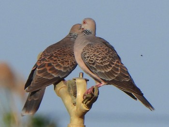 Oriental Turtle Dove(stimpsoni) Ishigaki Island Wed, 1/3/2024