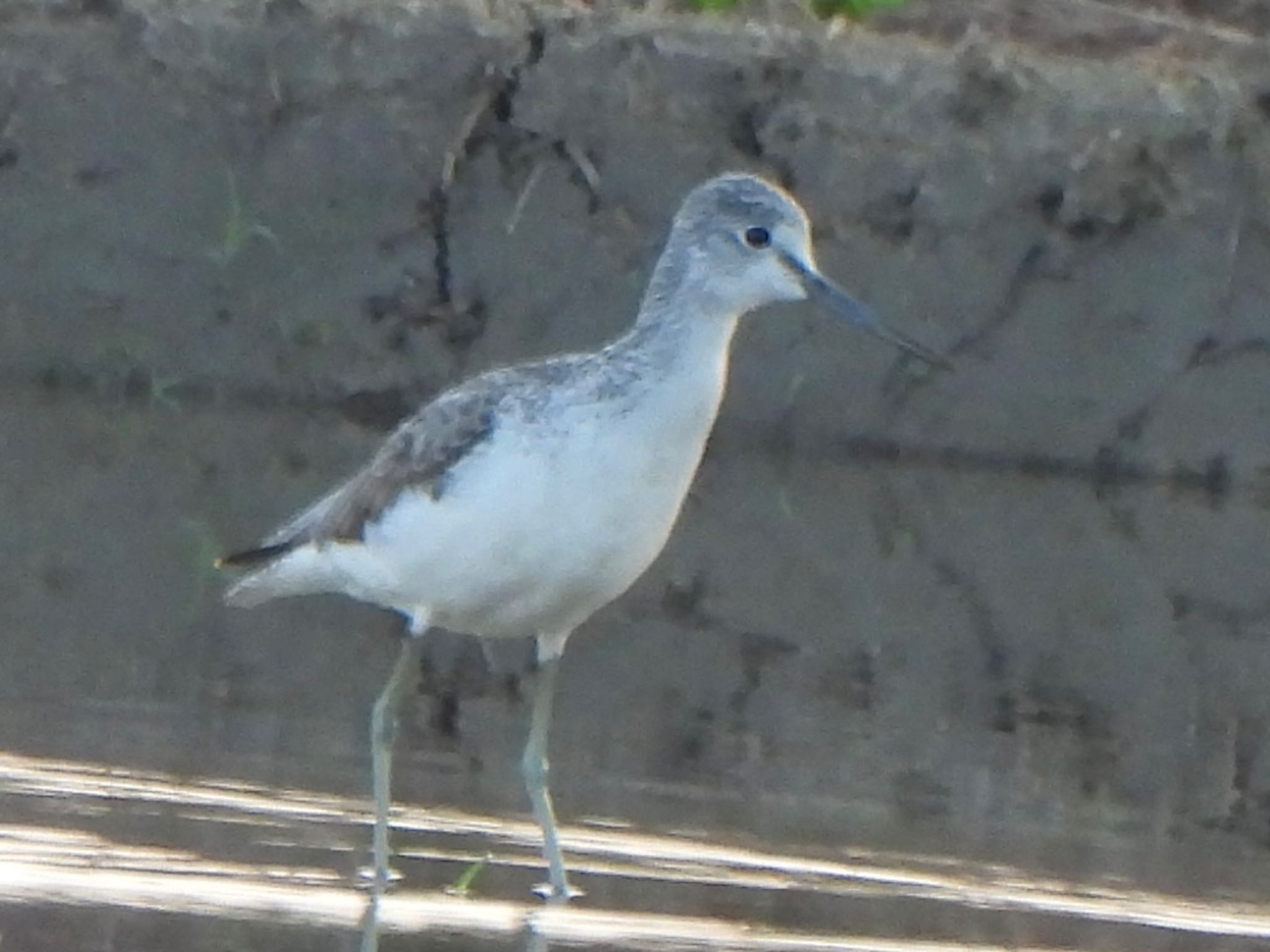 Common Greenshank