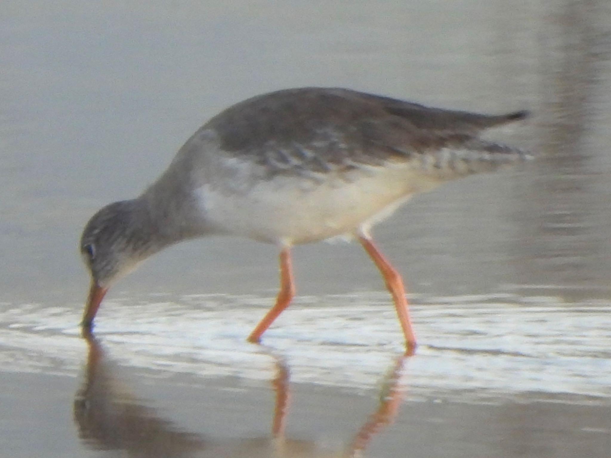 Common Redshank