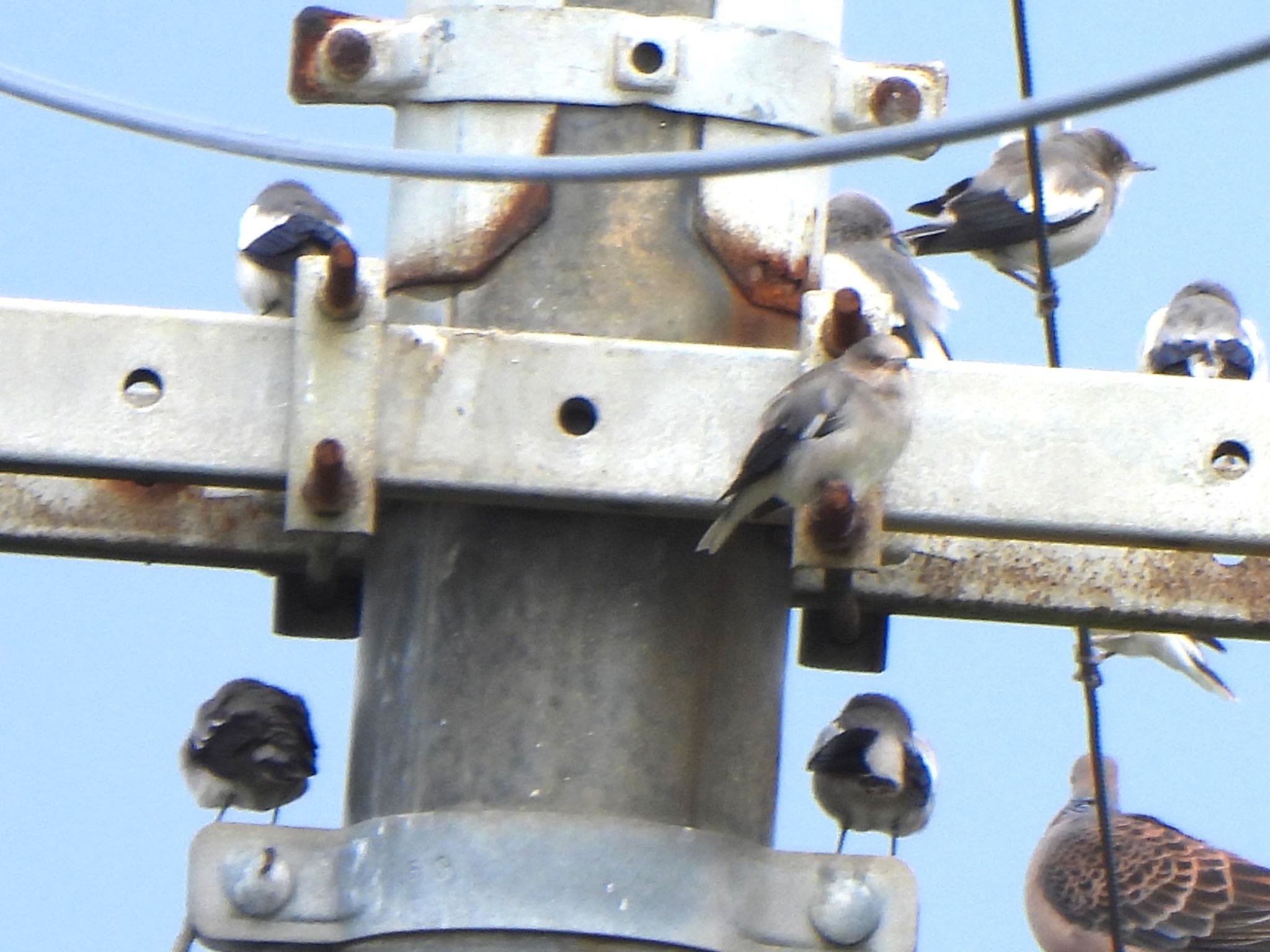 White-shouldered Starling