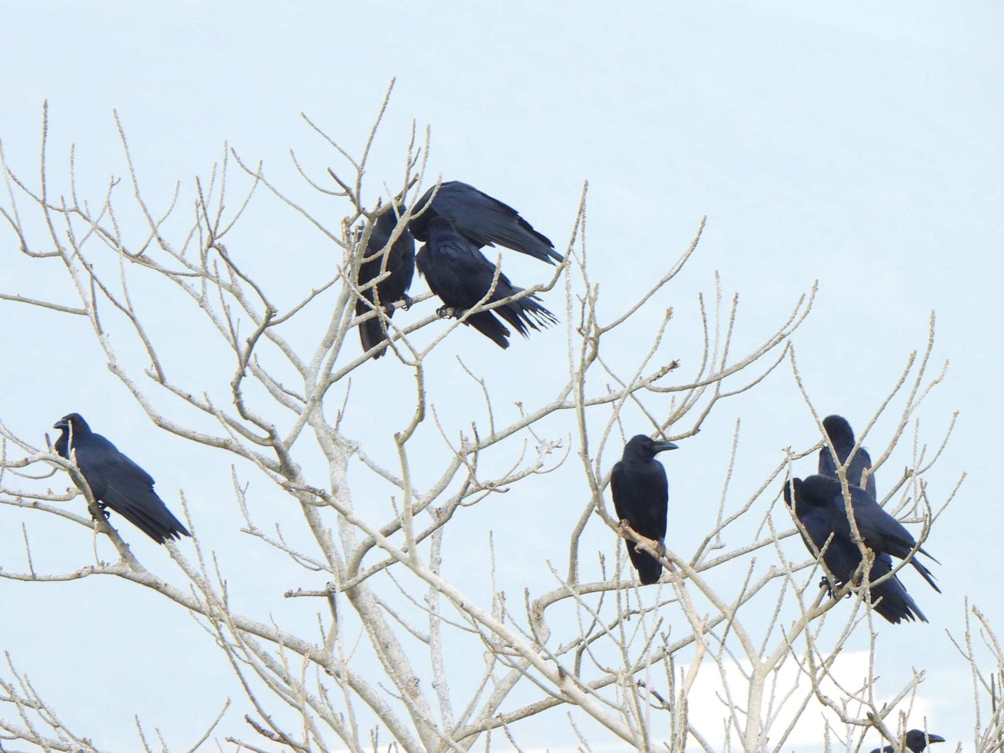 Photo of Large-billed Crow(osai) at Ishigaki Island by ツピ太郎