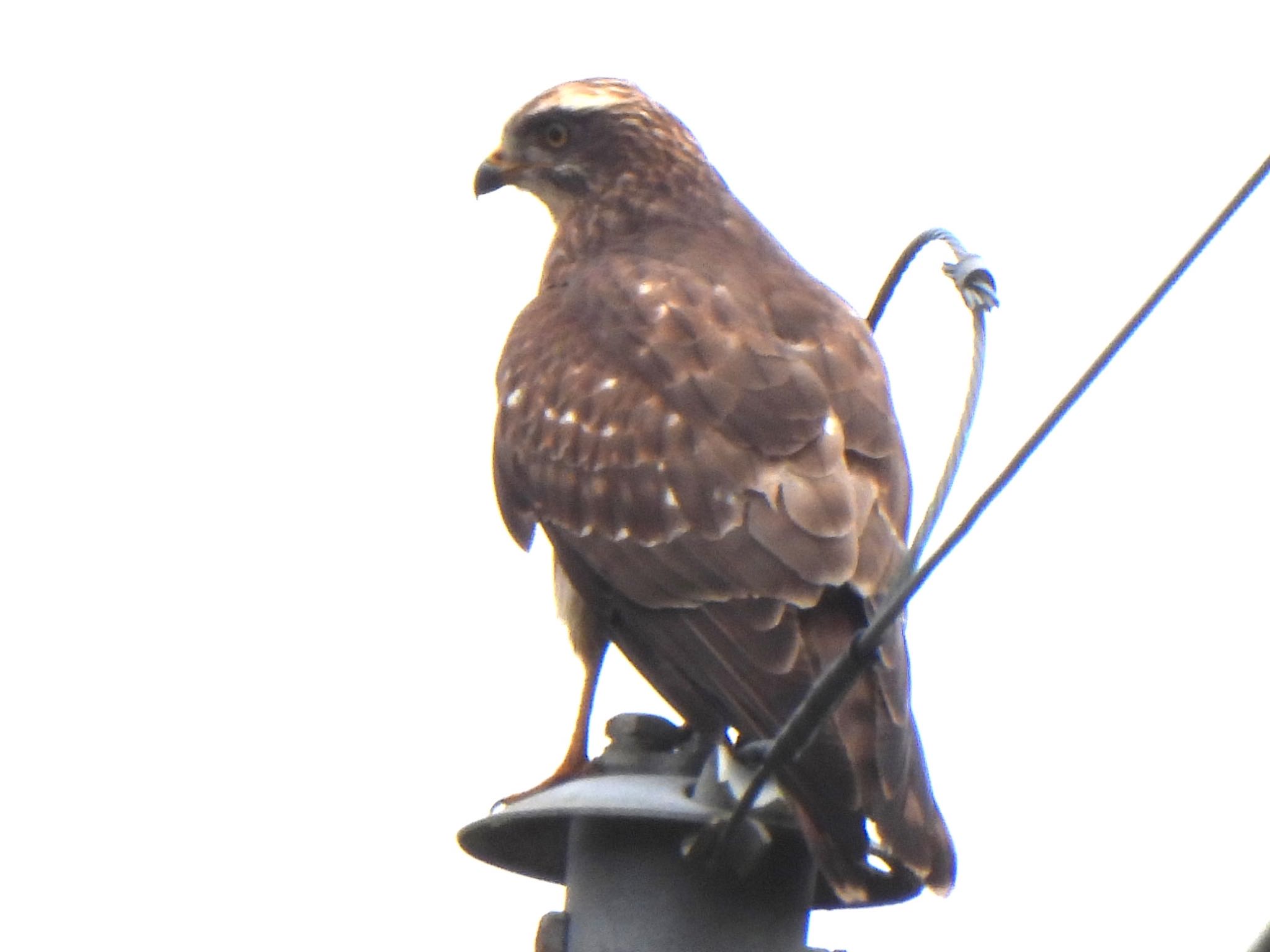 Grey-faced Buzzard