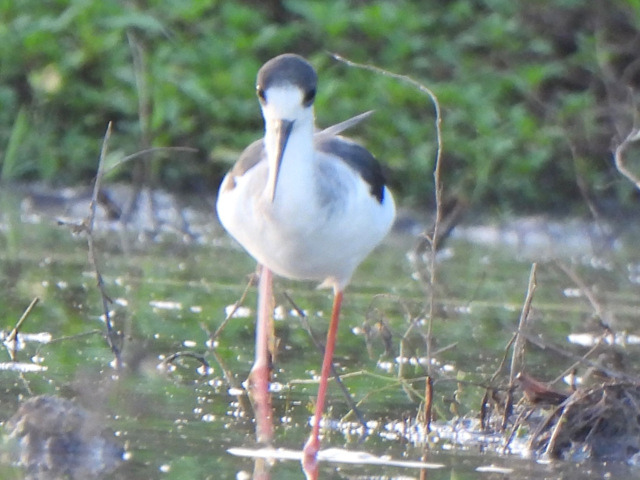 Black-winged Stilt